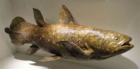 Coelacanth: the "Living Fossil"