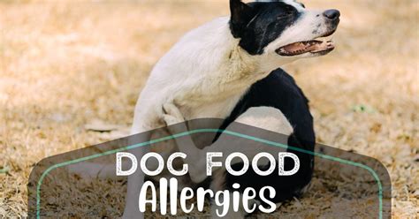 Dog Food Allergies: Symptoms And Treatment?