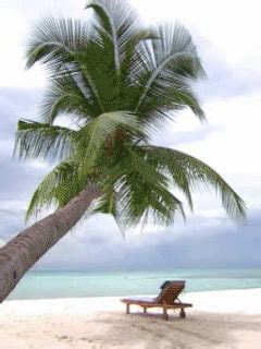 Palm tree on the beach.gif - анимация на телефон №1283969 | Hello summer, Tree carving, Palm trees