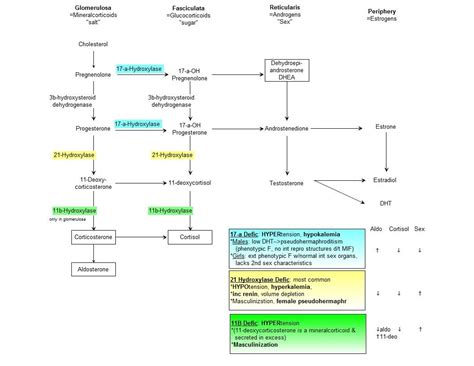 Steroid Hormone Synthesis Calorie Chart, Medicine Studies, Dhea, Gut ...