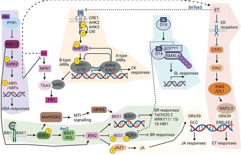 Brassinosteroid, ABA, ethylene, cytokinins, and strigolactones points ...