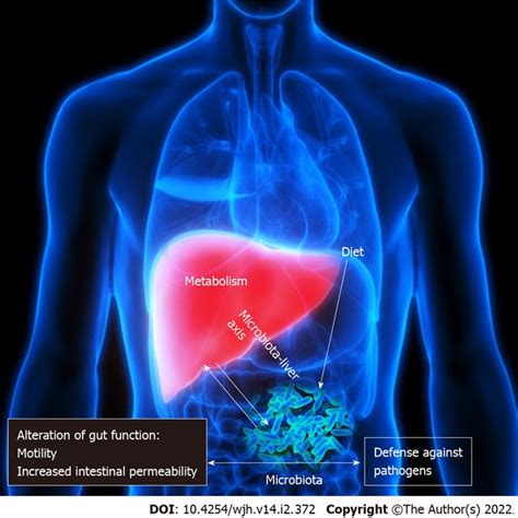 The gut liver axis and microbiota. | Download Scientific Diagram