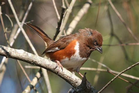 Eastern Towhee - Pipilo erythrophthalmus | Wildlife Journal Junior