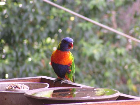 Rainbow parrot eating - open fotos | free open source photos, public domain photos and pictures