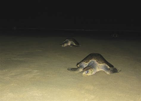 Turtles on the Beach – Peter & Karen Pecksen