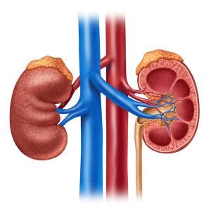 Azotemia - Definition, Development, Types, Diagnosis, Treatments - Drugs Details