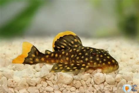 Gold Nugget Pleco Care | 12 Golden Facts Just For You