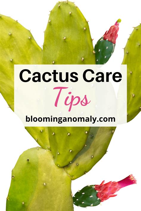 The Best Cactus Care Tips - Blooming Anomaly