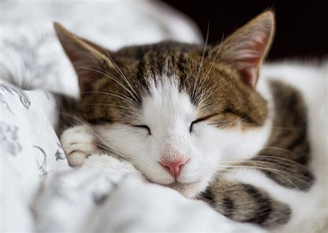 How To Remove Cat Urine Smell From A Mattress? - Cat Mania