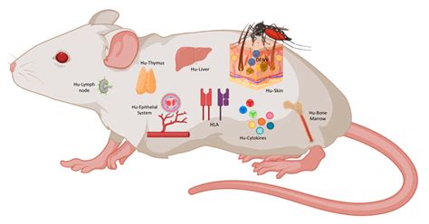 Cell-based Humanized Mouse Models Market Overview, Scope and ...