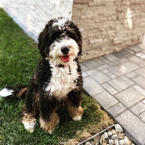 How Long Do Bernedoodles Grow