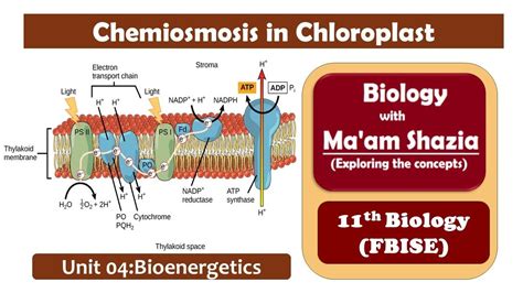 Part-2 || Chemiosmosis in Chloroplast || NON-CYCLIC ...