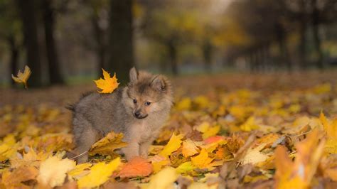 Autumn Animal Cute Wallpapers - Wallpaper Cave