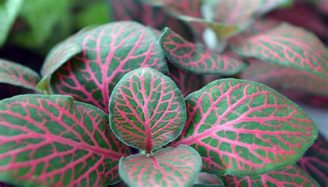 Fittonia. Origen, Descripción, Variedades, Cultivo, Cuidados, Usos ...