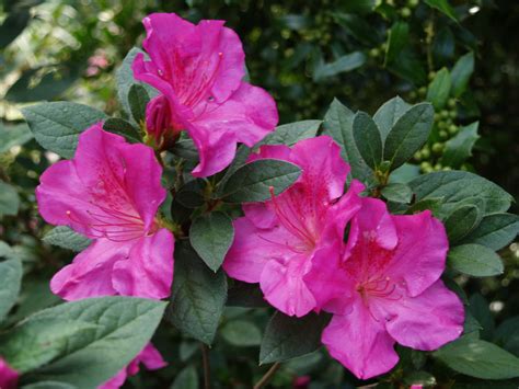 Encore for Encore Azaleas in Charleston