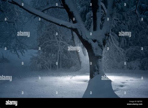 Tree In Winter Snow Storm With Snow Falling At Night, Pennsylvania ...