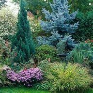 Mixed evergreen tree screen, conifers. | Trees Please | Pinterest ...