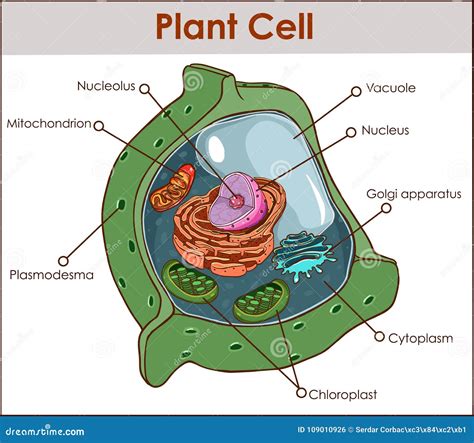 Plant Cell Anatomy Cartoon Vector | CartoonDealer.com #70781863