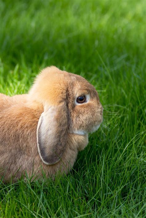 lop eared bunny - your guide to the floppy eared breeds