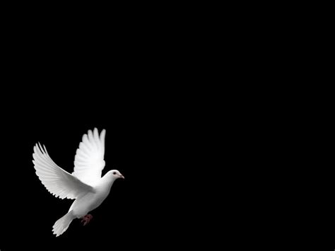 White Dove Wallpapers - Wallpaper Cave