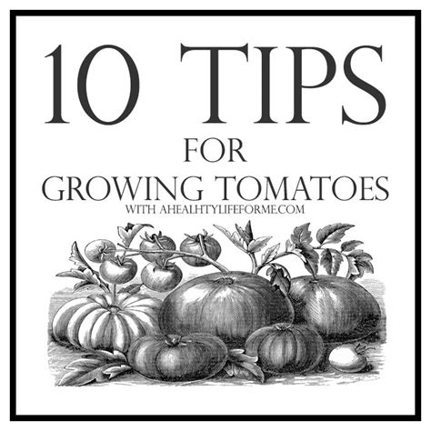 10 Tips for Growing Tomatoes » A Healthy Life For Me