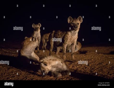 Hyena after feeding, Harari region, Harar, Ethiopia Stock Photo - Alamy