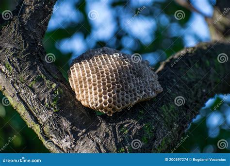 Nest of Wasps. Old Hornet Nest in the Branches of the Tree Stock Photo ...