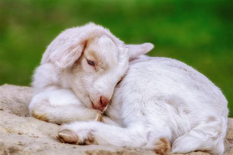 Close-up Photo of White Baby Goat Sleeping · Free Stock Photo