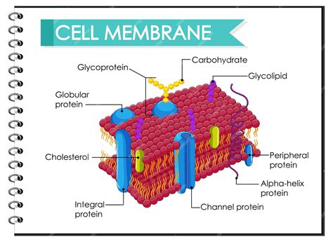 Plant Cell Membrane Diagram
