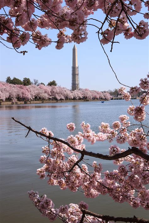 Cherry Blossoms Potomac River Monument Washington DC Photograph by Carol VanDyke - Fine Art America