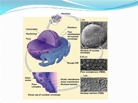 Lecture 4 The Cell organelles 1 The nucleus