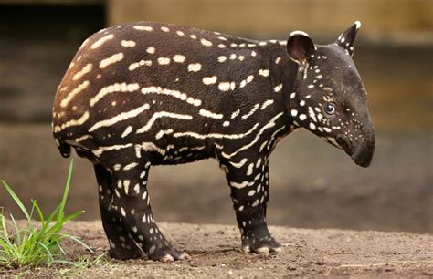 baby malayan tapir photo | One Big Photo