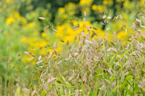 Chasmanthium latifolium (Northern Sea Oats) | Ornamental grasses, Perfect plants, Dried flower ...