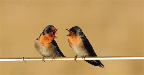 How Do Birds Communicate? (All Methods Explained) | Birdfact