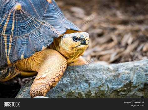 Razor-Backed Musk Image & Photo (Free Trial) | Bigstock