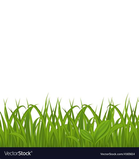 Fresh green grass isolated on white background Vector Image