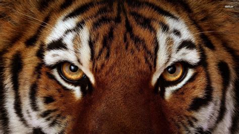 Eye Of The Tiger Wallpapers Group (72+)