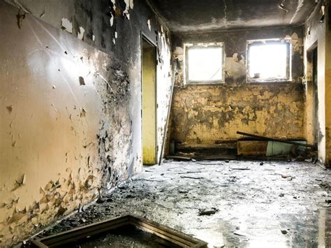 What Is Black Mold? A Guide to Mold's Harmful Effects » Wassup Mate