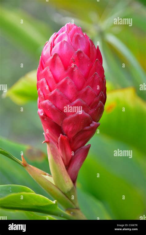 Ginger flower (Zingiber officinale), Cameroon, Central Africa, Africa ...