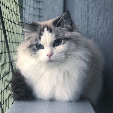 17 Of The Prettiest Ragdoll Cats On The Internet | Cuteness