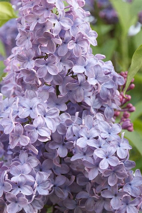 Blue Skies® Lilac, Syringa vulgaris 'Monore', Monrovia Plant