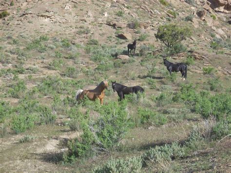 Rocky Mountain Raider: Trail Running with Wild Horses: Miles of Canyon ...