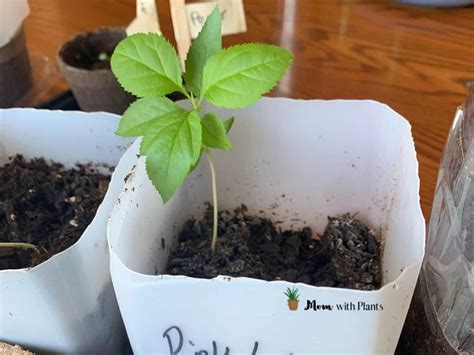 Growing Apple Trees from Seeds - Mom with Plants