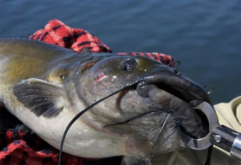 What Is a Saltwater Catfish and Are They Worth It? | Fishing Tips