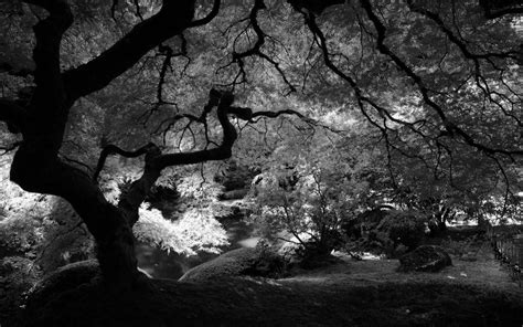 Black And White Nature Wallpaper - WallpaperSafari