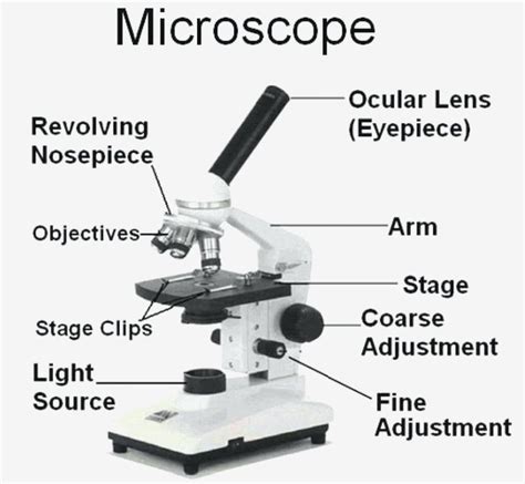 Components of compound microscope - intllasopa