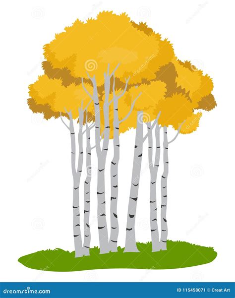 Aspen Trees.Tree Illustration ,Autumn Tree Cartoon Vector | CartoonDealer.com #115458071