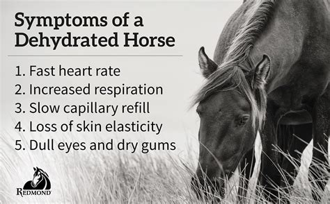 Understanding Dehydration in Horses: The Significance of BUN Levels in Blood Reports