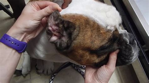 Dr. Kraemer Vet4Bulldog bulldog ear chronic hematoma turned cauliflower - YouTube