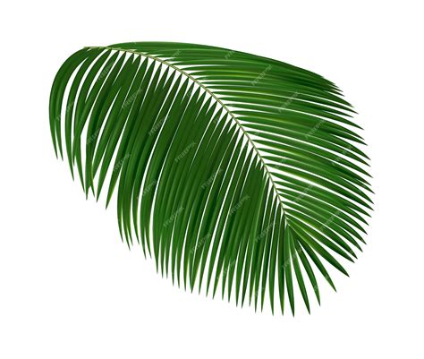 Premium Vector | Realistic tropical leaf. palm tree foliage, green exotic plants elements ...